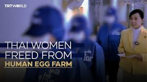 human egg farm